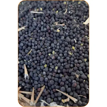 Návnadová surovina ČESKÝ PARTIKL Řepka suchá - 3kg