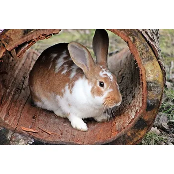 Krmivo pro hlodavce Tetčický mlýn Krmivo pro králíky 25kg s antikokcidiky