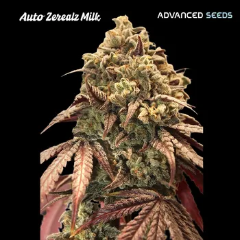 Pěstitelství Advanced Seeds Auto Zerealz Milk Počet ks Feminizované: 1