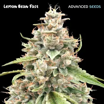 Pěstitelství Advanced Seeds Lemon Bean Fast Počet ks Feminizované: 1
