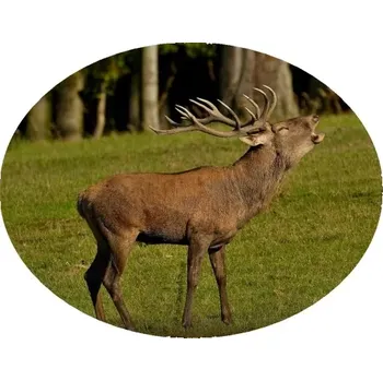 Nášivka Nažehlovačka myslivecká jelen (digitální nažehlovačka pro myslivce)