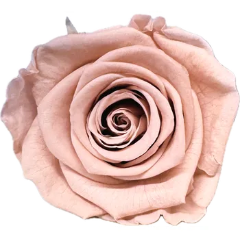 umělá květina Stabilizovaná růže KIARA XL sepia rose (hlava)