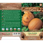 MoravoSeed Tykev plazivá Jack O'Lantern…