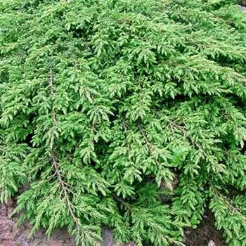 Sazenice JALOVEC OBECNÝ ´GREEN CARPET´ kont. 3L