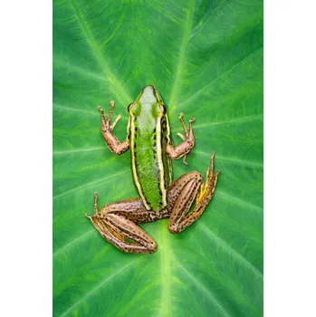 Plakát Plakát, Obraz - Image of paddy field green frog, yod67