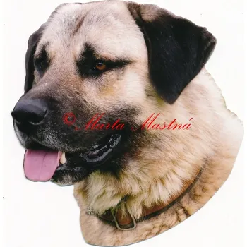 Samolepka anatolský pastevecký pes, kangal 92