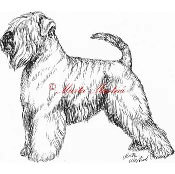Samolepka pšeničný teriér, soft coated wheaten c542 - Malá - přibližně jako pohlednice