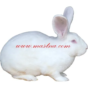 Samolepka králík český albín