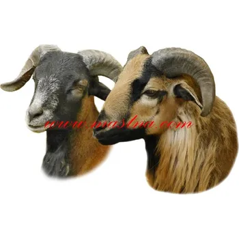 Samolepka ovce kamerunská, beran, dvojice