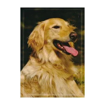 Pohlednice flat coated retrívr plavý