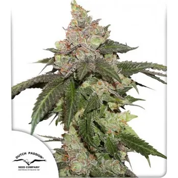 Pěstitelství Dutch Passion Kerosene Krash Počet ks Feminizované: 3