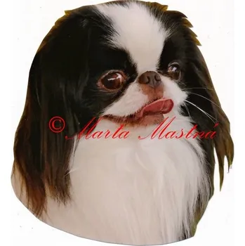 Samolepka japončík, japan chin - archiv 420