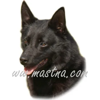 Samolepka australská kelpie 586