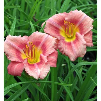 Sazenice Denivka ´ROSY RETURNS´ kont. 1 l