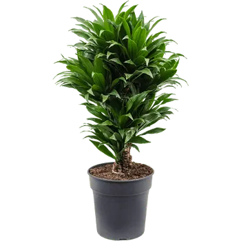 Sazenice Dračinec compacta, Dracaena Janet Craig, vícevýhonový, průměr květináče 21 cm