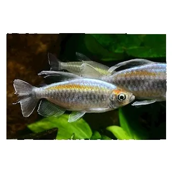 Dekorace do akvária Tetra konžská M, 3,5 cm