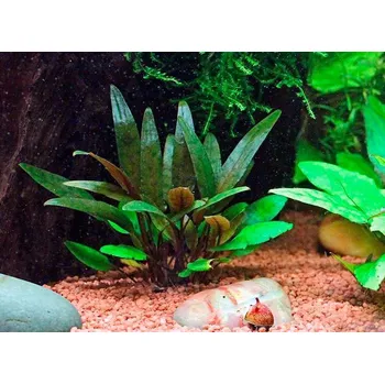 Akvaristika Cryptocoryne viridifolia (Košíčková Ø 5,5 cm)