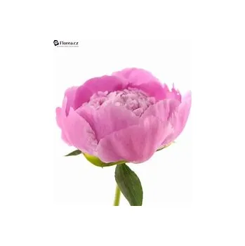 Vonný olej Pivoňka aroma TrigonMedia 50 ml