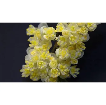 Vůně do bytu Esenciální vonný olej Citronový květ Litsea cubeba silice TrigonMedia 30 ml