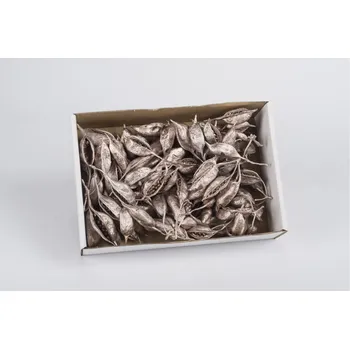 Zahradní dekorace SU Brachyciton Stříbrno-růžový 0,5kg (15015030015)