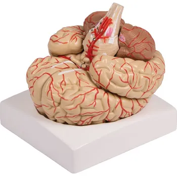 Mozek s cévami, 9 částí