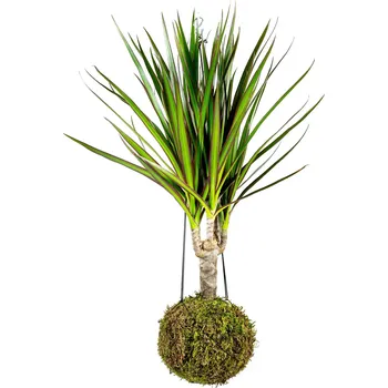 Gardners Kokedama Dracaena marginata (S) Dracéna lemovaná, dračinec