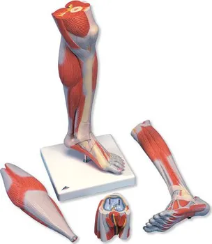 3B Scientific Model svalstva dolní končetiny bérec a koleno