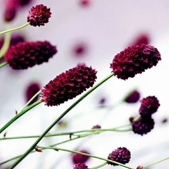 Obraz DIMEX | Obraz na skle | Fialové květy GL-30-026 | 30 x 30 cm + Skleněný fotoobraz na stěnu české výroby DIMEX - GL-30-026 Fialové květy, v rozměru 30 x 30 cm