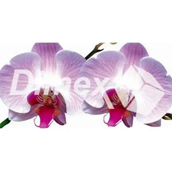 Obraz DIMEX | Obraz na skle | Orchidej GL-60-008 | 60 x 30 cm + Skleněný fotoobraz na stěnu české výroby DIMEX - GL-60-008 Orchidej, v rozměru 60 x 30 cm