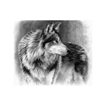 Malování podle čísel SKICOVACÍMI TUŽKAMI VLK