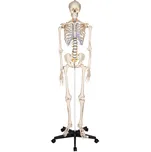 Tectake Anatomický model lidská kostra…