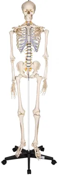 Tectake Anatomický model lidská kostra 180 cm