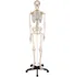 anatomický model Tectake Anatomický model lidská kostra 180 cm bílá