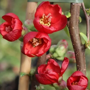 Sazenice Chaenomeles spec. 'Hot Fire' 90KM