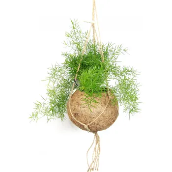 Asparagus sprengeri (L) Asparágus, Chřest hustokvětý