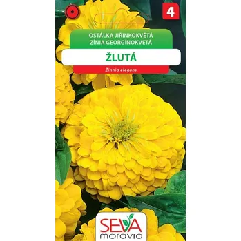 Semeno Ostálka jiřinkokvětá - žlutá
