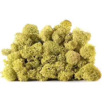 Dekorační stabilizovaný mech sobí 0,5 kg, pozdně jarně zelený