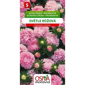 Semeno Astra čínská - pivoňkovité - sv. růžová
