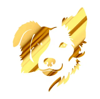 Polep vozidla Pes 099 pravá Border kolie (81 - chrom fólie zlatá zrcadlová) SAMOLEPKA NA AUTO, NÁLEPKA, FÓLIE, POLEP, TUNING, VLASTNÍ TEXT, TISK, AUTOSAMOLEPKY.cz, POLEPY, OBRÁZEK, LOGO, 3D STICKERS