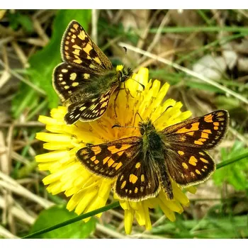 Plot balíček PŘÍRODNÍ ŽIVÝ PLOT