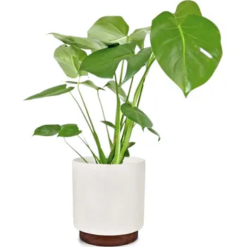 Květináč Fox & Fern Enspijk květináče (10038462)