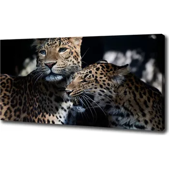 Obraz Foto obraz na plátně Dva levharti