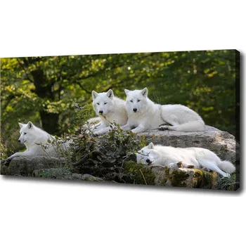 Obraz Foto obraz na plátně Bílí vlci a skála