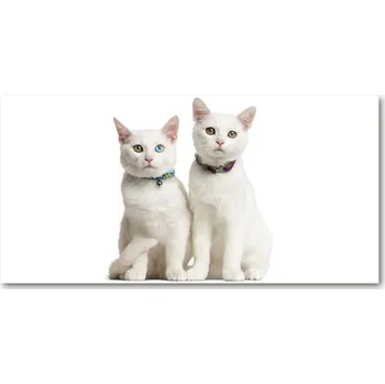 Obraz Foto-obraz skleněný horizontální Bílé kočky