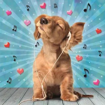 3D přání do obálky-štěně se sluchátky,1ks