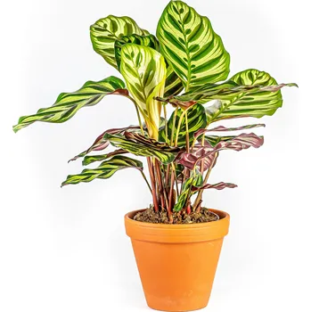 Gardners Calathea makoyana, průměr 12 cm Kalatea