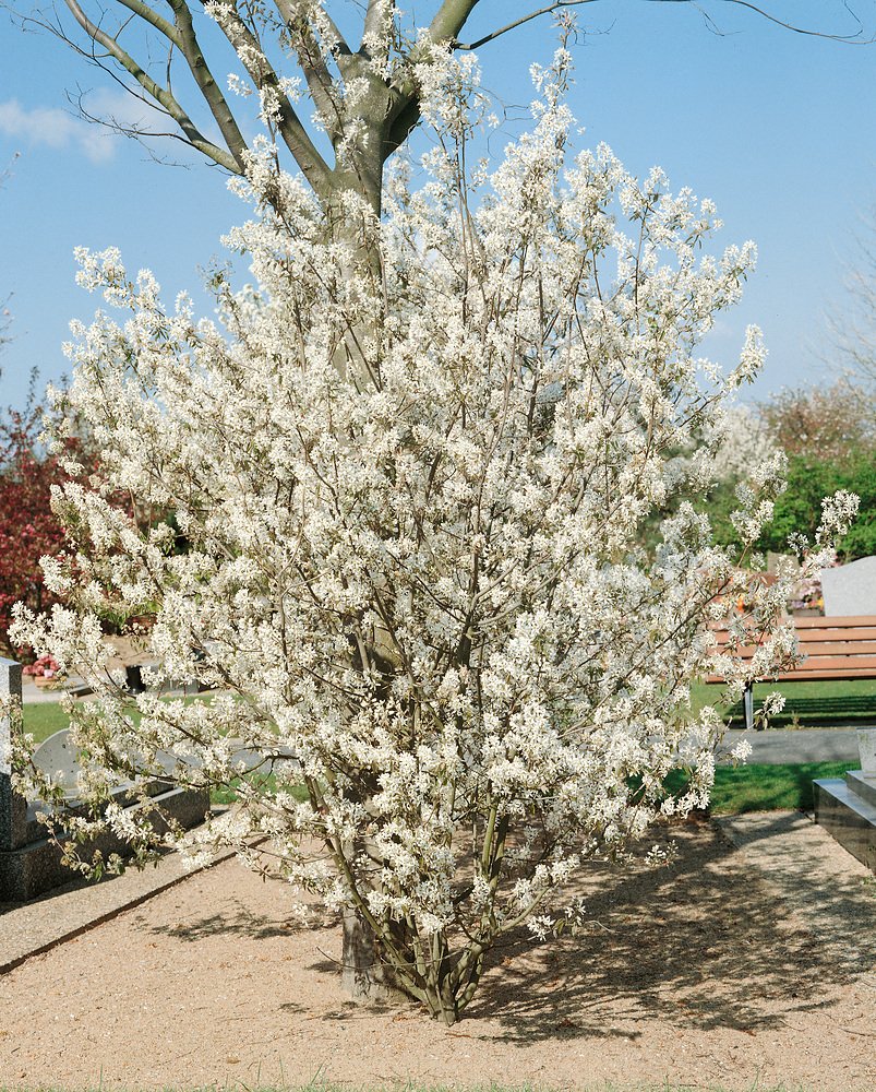 Amelanchier lamarckii Keř - kontejner 2,5 l, v. 20-30 cm