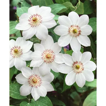 Sazenice Clematis 'Miss Bateman'