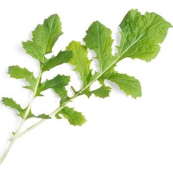 Sazenice Veritable, Kapsle se semínky Lingot listová zelenina namenia bio - Formadore