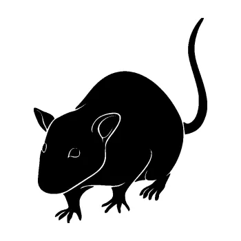 Samolepící dekorace SAMOLEPKA Krysa 003 levá (01 - černá) NA AUTO, NÁLEPKA, FÓLIE, POLEP, TUNING, VLASTNÍ TEXT, TISK, AUTOSAMOLEPKY.cz, POLEPY, OBRÁZEK, LOGO, SAMOLEPKY